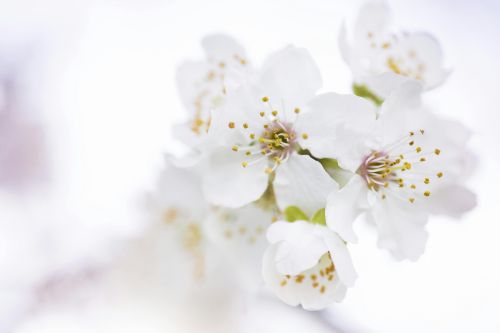 Close-up of white cherry blossoms in full bloom, showcasing delicate petals and stamens.